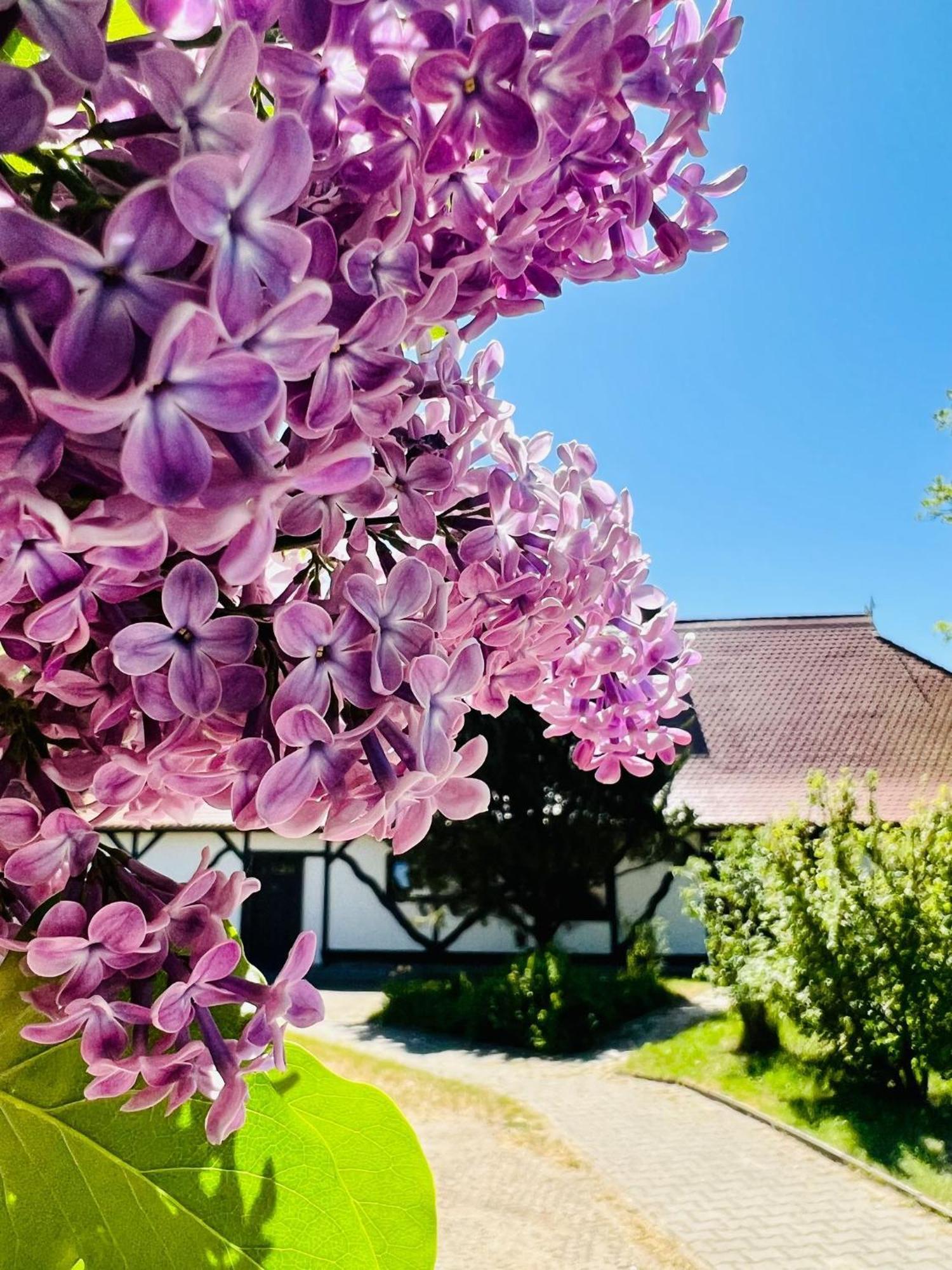 Ferienwohnung "Zur Rebe" Middelhagen Esterno foto